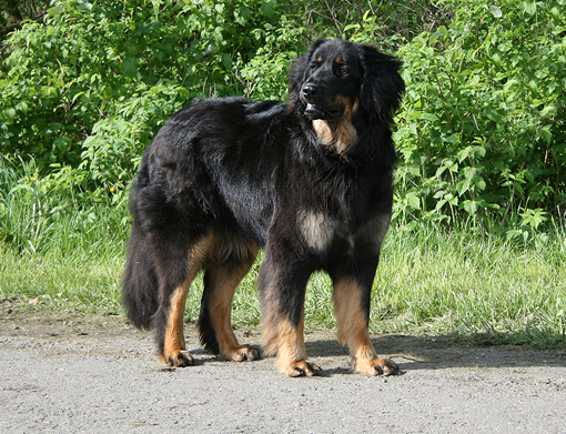 anelli