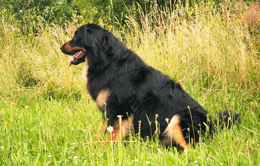 bax